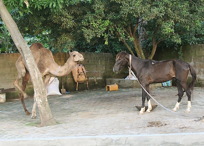 Camel & Horse Arena