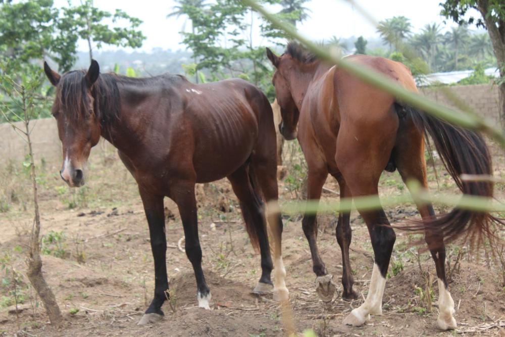 Horse Riding Experience