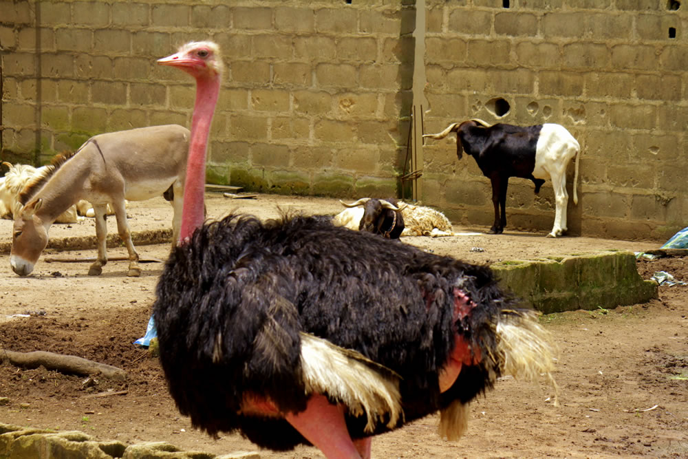 Ostrich Sanctuary