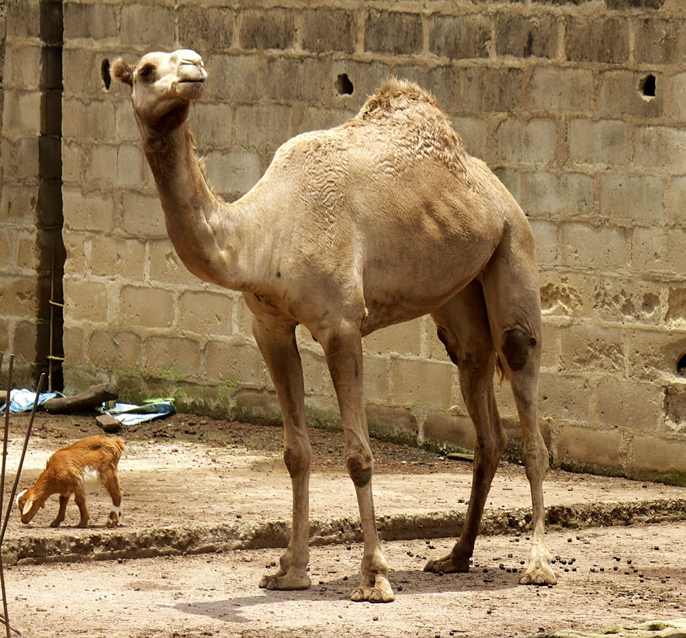 Desert Camel Experience