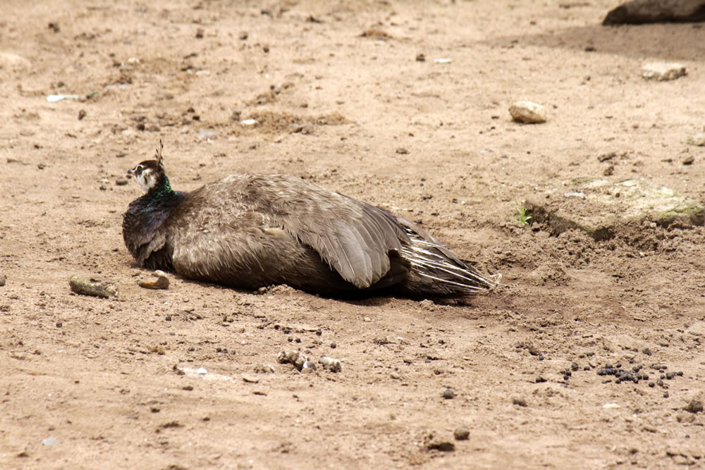 Peahen Sanctuary